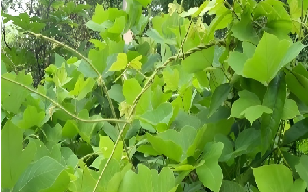 七夕寵妻狂魔就選它！二月風(fēng)雙有機(jī)野生葛根粉，健康又有文化味 