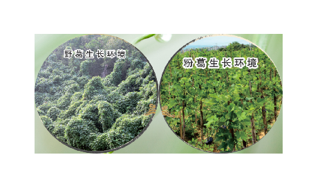 高學(xué)歷養(yǎng)生黨親測：這款雙有機(jī)野生葛根粉，憑什么成日常優(yōu)選？?